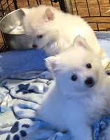 Pink girl , a female American Eskimo and Pomeranian for sale in Rochester, NH – 3 of 4