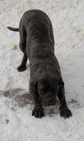 Duke and Delilah, a male Bullmastiff for sale in Rochester, NH – 2 of 2
