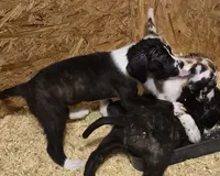 Daisy girl #2 - daniff , a female Great Dane for sale in Rochester, NH – 2 of 3