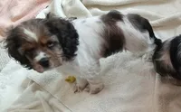 Lady, a female Cocker Spaniel for sale in Rochester, NH – 2 of 2