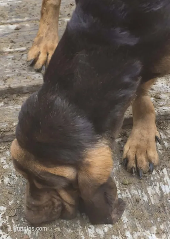 Buster  – Bloodhound puppy for sale in Rochester, NH