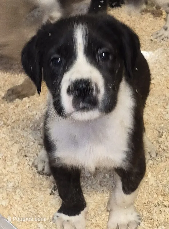 Daisy girl #2 – Great Dane puppy for sale in Rochester, NH