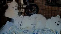 Pink boy, a male American Eskimo and Pomeranian for sale in Rochester, NH – 5 of 5