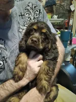 Rudy, a male Cocker Spaniel for sale in Rochester, NH – 1 of 1