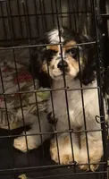 Missy, a female Cocker Spaniel for sale in Rochester, NH – 3 of 3