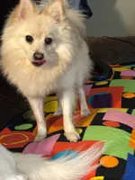Pink boy, a male American Eskimo and Pomeranian for sale in Rochester, NH – 4 of 5