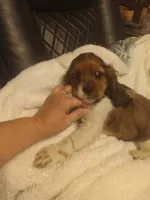 Sassy , a female Cocker Spaniel for sale in Rochester, NH – 2 of 3