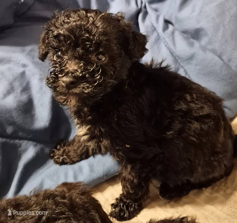 Big girl  – Poodle - Miniature  puppy for sale in Rochester, NH