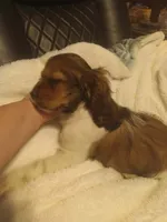 Sassy , a female Cocker Spaniel for sale in Rochester, NH – 1 of 3