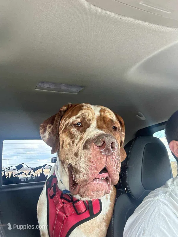 Bruce – Dogue de Bordeaux, Great Dane puppy for sale in Rochester, NH