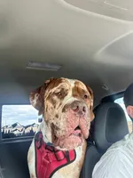 Bruce, a male Dogue de Bordeaux and Great Dane for sale in Rochester, NH – 1 of 1