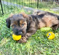 Lucy, a female Miniature Dachshund for sale in Rochester, NH – 1 of 5