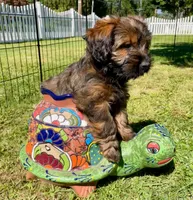Lucy, a female Miniature Dachshund for sale in Rochester, NH – 2 of 5