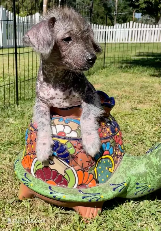 Lydia – Miniature Dachshund puppy for sale in Rochester, NH