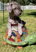 Lydia, a female Miniature Dachshund for sale in Rochester, NH – 1 of 4
