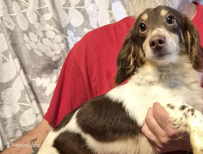 Cookie – Dachshund puppy for sale in Rochester, NH