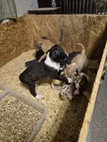 Daisy girl #2 - daniff , a female Great Dane for sale in Rochester, NH – 3 of 3