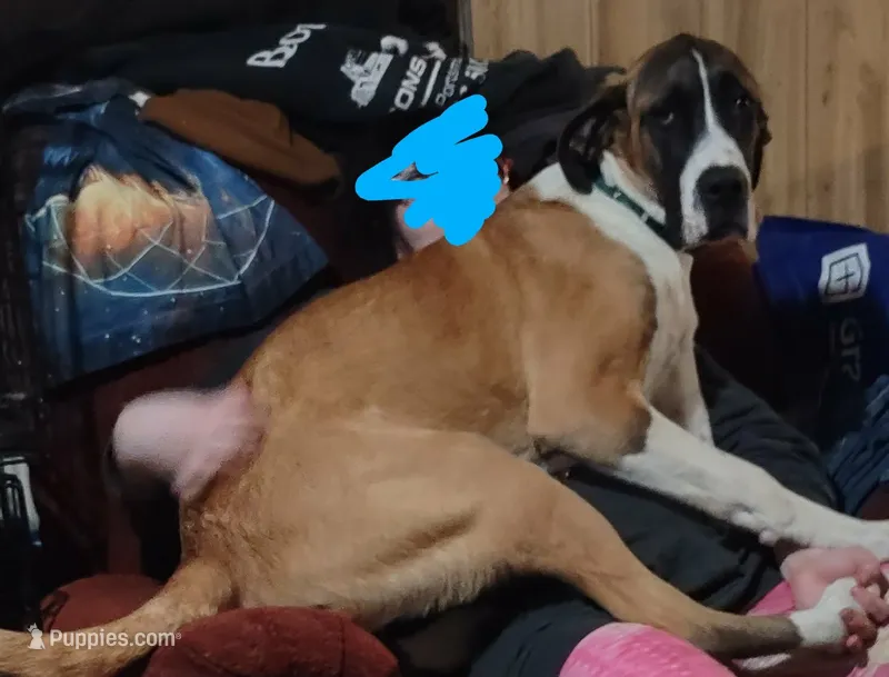 Daisy  – Great Dane puppy for sale in Rochester, NH