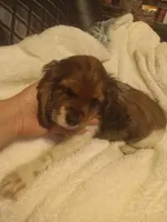 Sassy , a female Cocker Spaniel for sale in Rochester, NH – 3 of 3