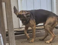 Buster , a male Bloodhound for sale in Rochester, NH – 2 of 3