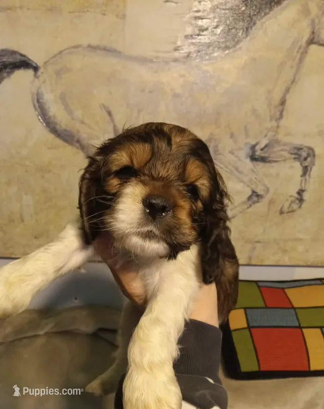 Sassy  – Cocker Spaniel puppy for sale in Rochester, NH