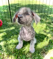 Lydia, a female Miniature Dachshund for sale in Rochester, NH – 4 of 4