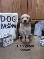 Dark Green Collar, a female Golden Retriever for sale in Easton, KS – Photo 1 of 4