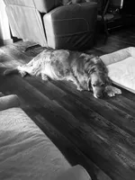 Light Blue Collar, a male Golden Retriever for sale in Easton, KS – Photo 2 of 4