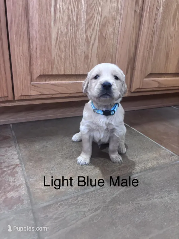 Light Blue Collar – Golden Retriever puppy for sale in Easton, KS