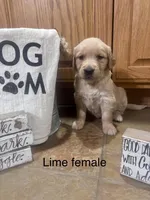 Lime Collar, a female Golden Retriever for sale in Easton, KS – Photo 1 of 4