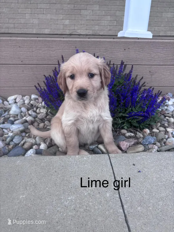Lime Collar – Golden Retriever puppy for sale in Easton, KS