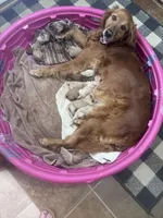 Lime Collar, a female Golden Retriever for sale in Easton, KS – Photo 3 of 4