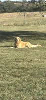 Blue Collar, a female Golden Retriever for sale in Easton, KS – Photo 3 of 4