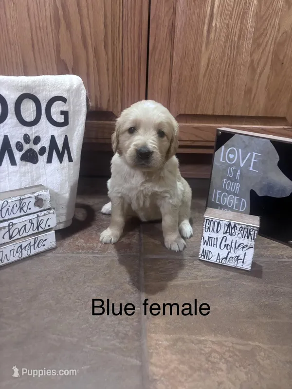 Blue Collar – Golden Retriever puppy for sale in Easton, KS
