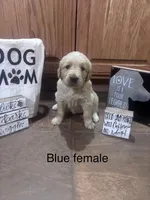 Blue Collar, a female Golden Retriever for sale in Easton, KS – Photo 1 of 4