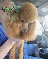 Lucy, a female Poodle - Toy  for sale in Norman, OK – 3 of 3