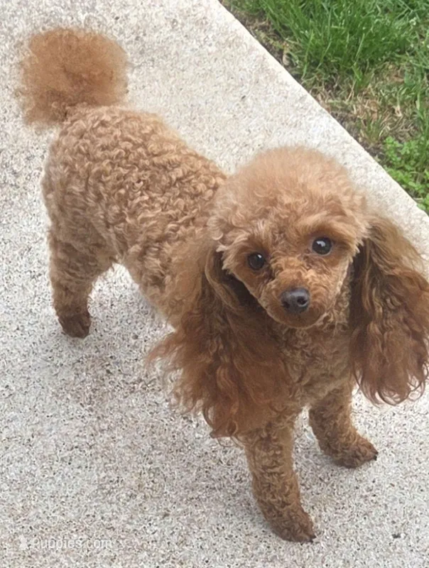 Lucy – Poodle - Toy  puppy for sale in Norman, OK