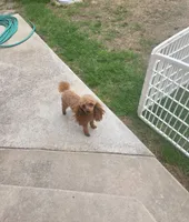 Lucy, a female Poodle - Toy  for sale in Norman, OK – 2 of 3