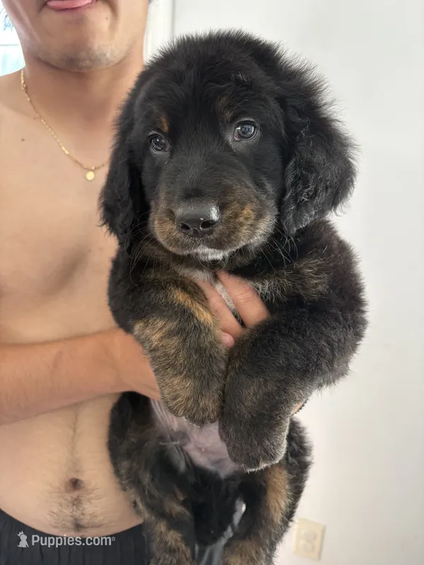Rocky – Bernese Mountain Dog, Goldendoodle puppy for sale in Apple Valley, MN