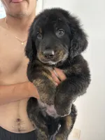 Rocky, a male Bernese Mountain Dog and Goldendoodle for sale in Apple Valley, MN – 1 of 4