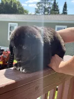 Kira, a female Bernese Mountain Dog and Goldendoodle for sale in Apple Valley, MN – 2 of 5