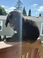 Rocky, a male Bernese Mountain Dog and Goldendoodle for sale in Apple Valley, MN – 3 of 4
