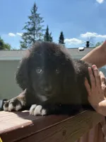 Coco, a male Bernese Mountain Dog and Goldendoodle for sale in Apple Valley, MN – 4 of 4