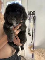Bruno , a male Bernese Mountain Dog and Goldendoodle for sale in Apple Valley, MN – 6 of 6