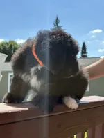 Bruno , a male Bernese Mountain Dog and Goldendoodle for sale in Apple Valley, MN – 4 of 6