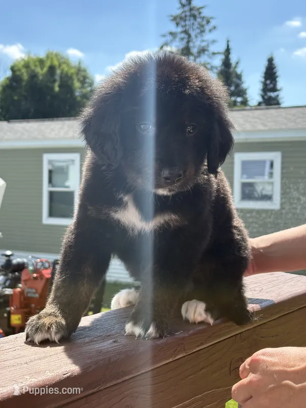 Kira – Bernese Mountain Dog, Goldendoodle puppy for sale in Apple Valley, MN