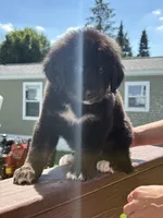 Kira, a female Bernese Mountain Dog and Goldendoodle for sale in Apple Valley, MN – 1 of 5