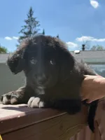 Coco, a male Bernese Mountain Dog and Goldendoodle for sale in Apple Valley, MN – 3 of 4