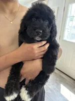 Max , a male Bernese Mountain Dog and Goldendoodle for sale in Apple Valley, MN – 2 of 5