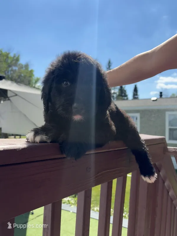 Max  – Bernese Mountain Dog, Goldendoodle puppy for sale in Apple Valley, MN